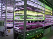 Farm66: Thúc đẩy phát triển nông nghiệp đô thị